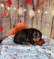 AKC Duke, a male Cavalier King Charles Spaniel for sale in Marshfield, MO – 4 of 5