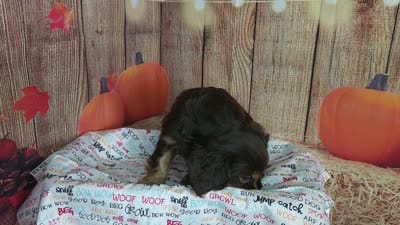 AKC Duke, a male Cavalier King Charles Spaniel for sale in Marshfield, MO – 5 of 5