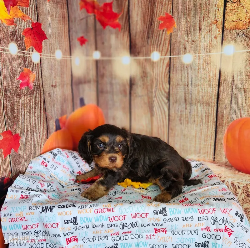 Jack – Cavapoo puppy for sale in Marshfield, MO
