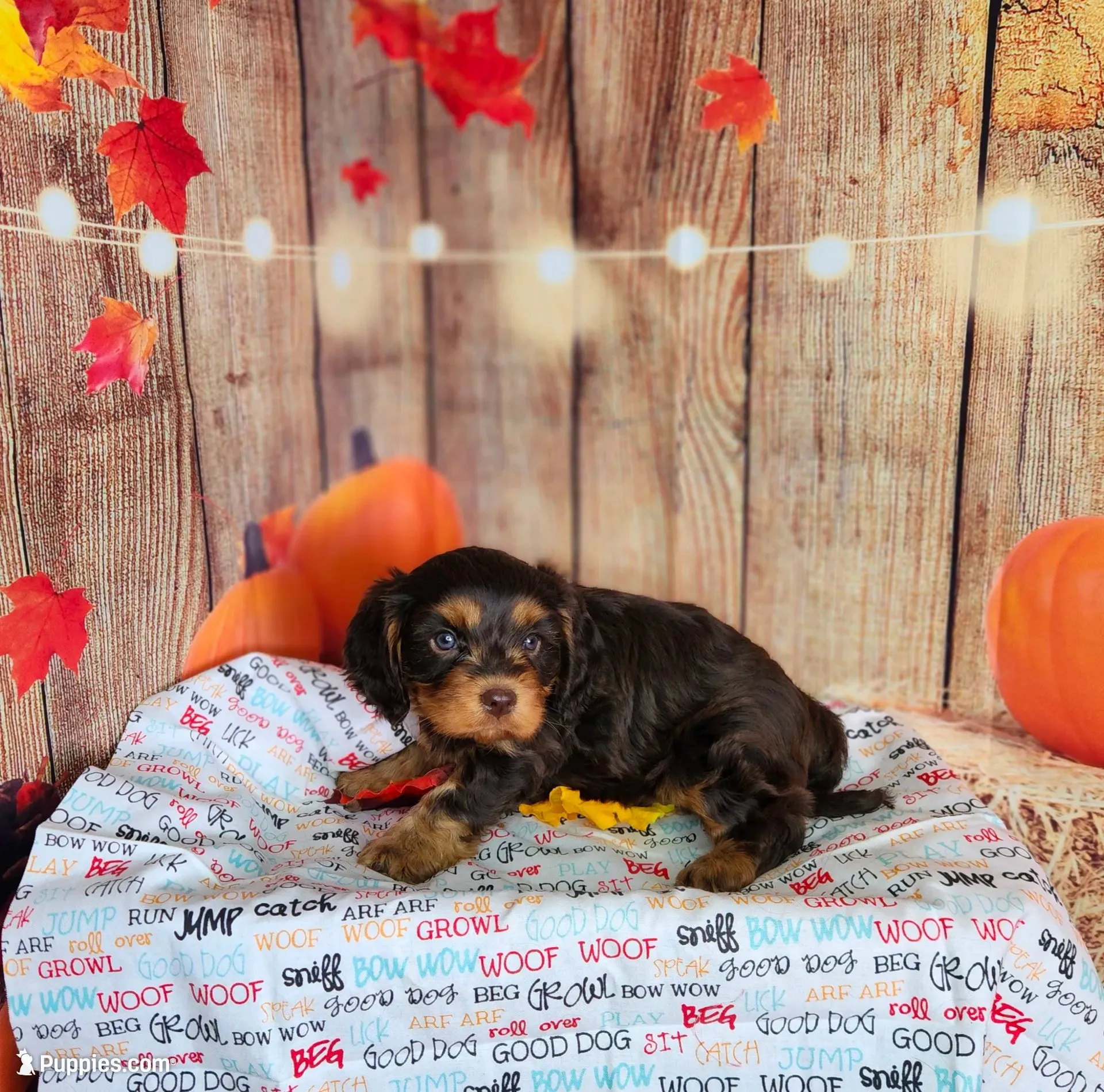 Jack, a male Cavapoo for sale in Marshfield, MO – 1 of 5