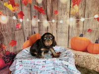 AKC Duke, a male Cavalier King Charles Spaniel for sale in Marshfield, MO – 3 of 5