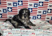 Buddy , a male Cavapoo for sale in Marshfield, MO – 3 of 5