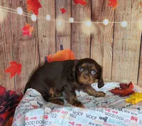 AKC Molly , a female Cavalier King Charles Spaniel for sale in Marshfield, MO – 2 of 5