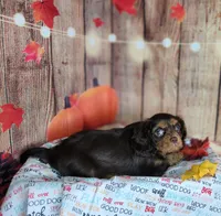 AKC Zoey, a female Cavalier King Charles Spaniel for sale in Marshfield, MO – 2 of 5