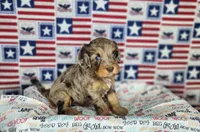 Max, a male Cavapoo for sale in Marshfield, MO – 4 of 5