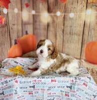 Leo, a male Cavapoo for sale in Marshfield, MO – 3 of 5