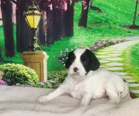 Rosie, a female Cavapoo for sale in Marshfield, MO – Photo 2 of 4