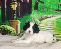 Rosie, a female Cavapoo for sale in Marshfield, MO – Photo 3 of 4