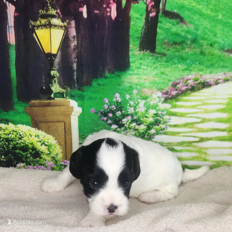 Rosie – Cavapoo puppy for sale in Marshfield, MO