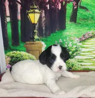 Rosie, a female Cavapoo for sale in Marshfield, MO – Photo 4 of 4