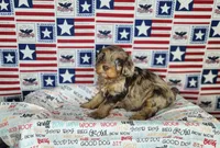 Max, a male Cavapoo for sale in Marshfield, MO – 3 of 5