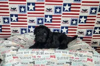 Ollie , a male Cavapoo for sale in Marshfield, MO – 2 of 4