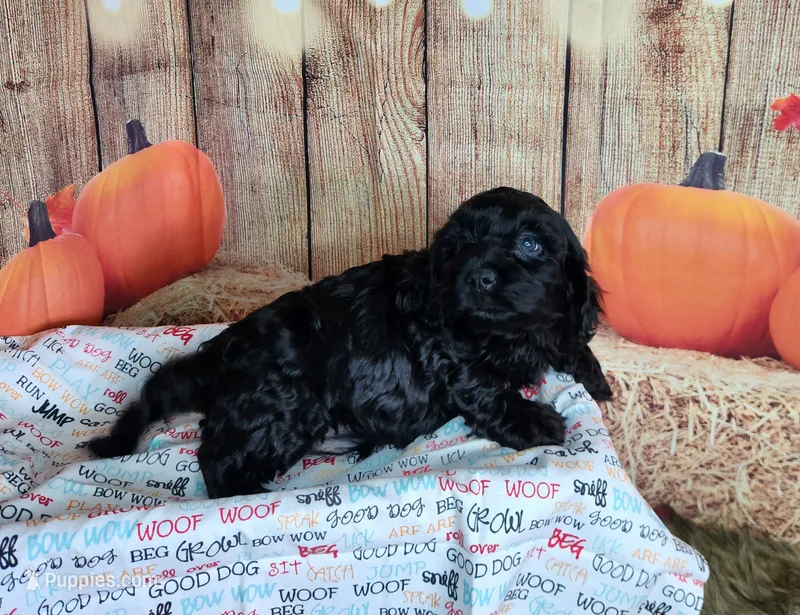 Ollie  – Cavapoo puppy for sale in Marshfield, MO