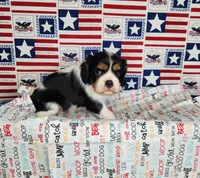AKC Zoro, a male Cavalier King Charles Spaniel for sale in Marshfield, MO – 4 of 5