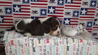 Chocolate chip , a male Cavalier King Charles Spaniel for sale in Marshfield, MO – 5 of 5