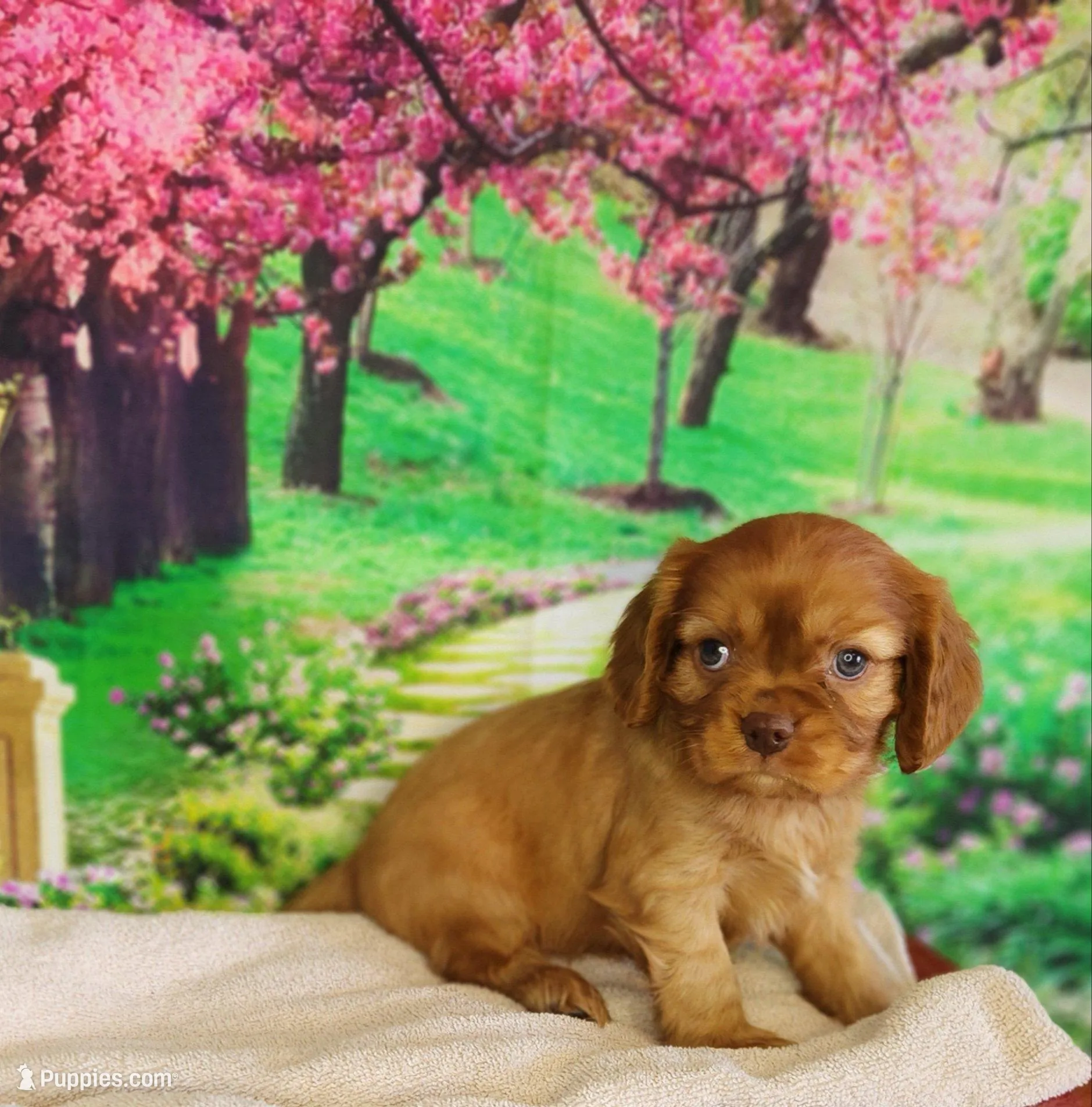 AKC Romeo , a male Cavalier King Charles Spaniel for sale in Marshfield, MO – Photo 2 of 4