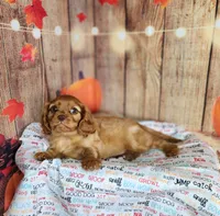 AKC Rocky, a male Cavalier King Charles Spaniel for sale in Marshfield, MO – 3 of 5