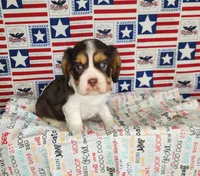 Chocolate chip , a male Cavalier King Charles Spaniel for sale in Marshfield, MO – 2 of 5