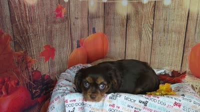 AKC Zoey, a female Cavalier King Charles Spaniel for sale in Marshfield, MO – 5 of 5