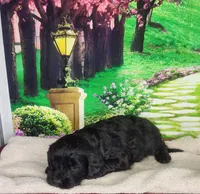 Daisy, a female Cavapoo for sale in Marshfield, MO – Photo 4 of 4