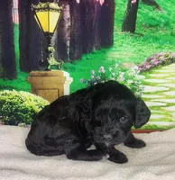 Daisy, a female Cavapoo for sale in Marshfield, MO – Photo 3 of 4