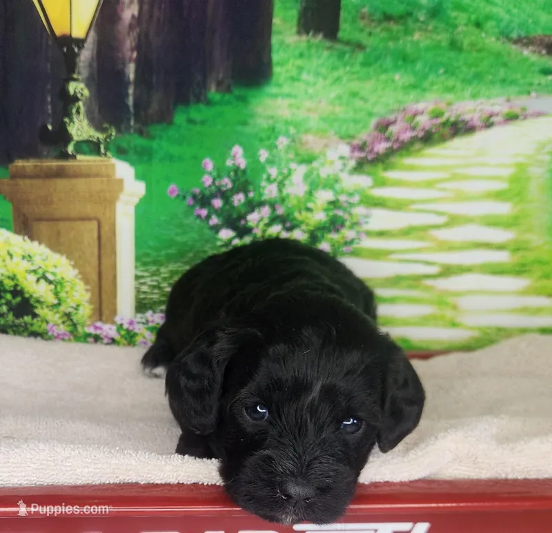 Daisy – Cavapoo puppy for sale in Marshfield, MO