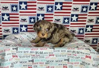Max, a male Cavapoo for sale in Marshfield, MO – 2 of 5