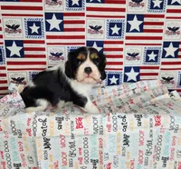 AKC Zoro, a male Cavalier King Charles Spaniel for sale in Marshfield, MO – 3 of 5
