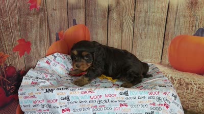 Jack, a male Cavapoo for sale in Marshfield, MO – 5 of 5