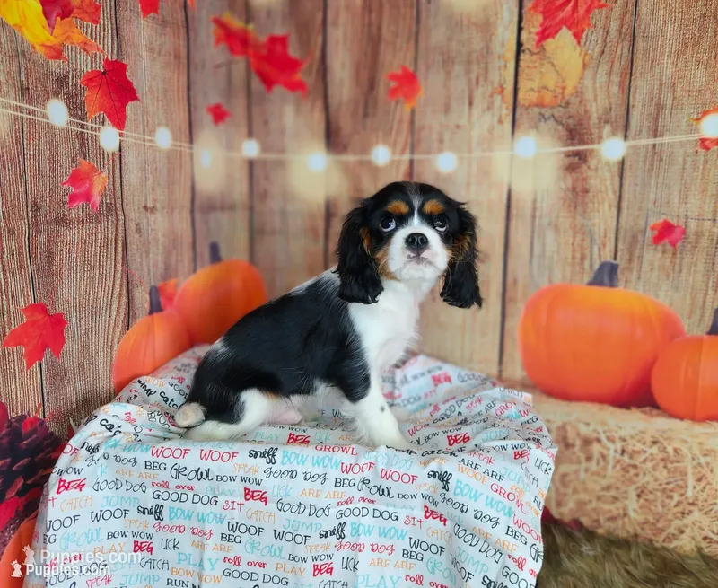 AKC Zoro – Cavalier King Charles Spaniel puppy for sale in Marshfield, MO
