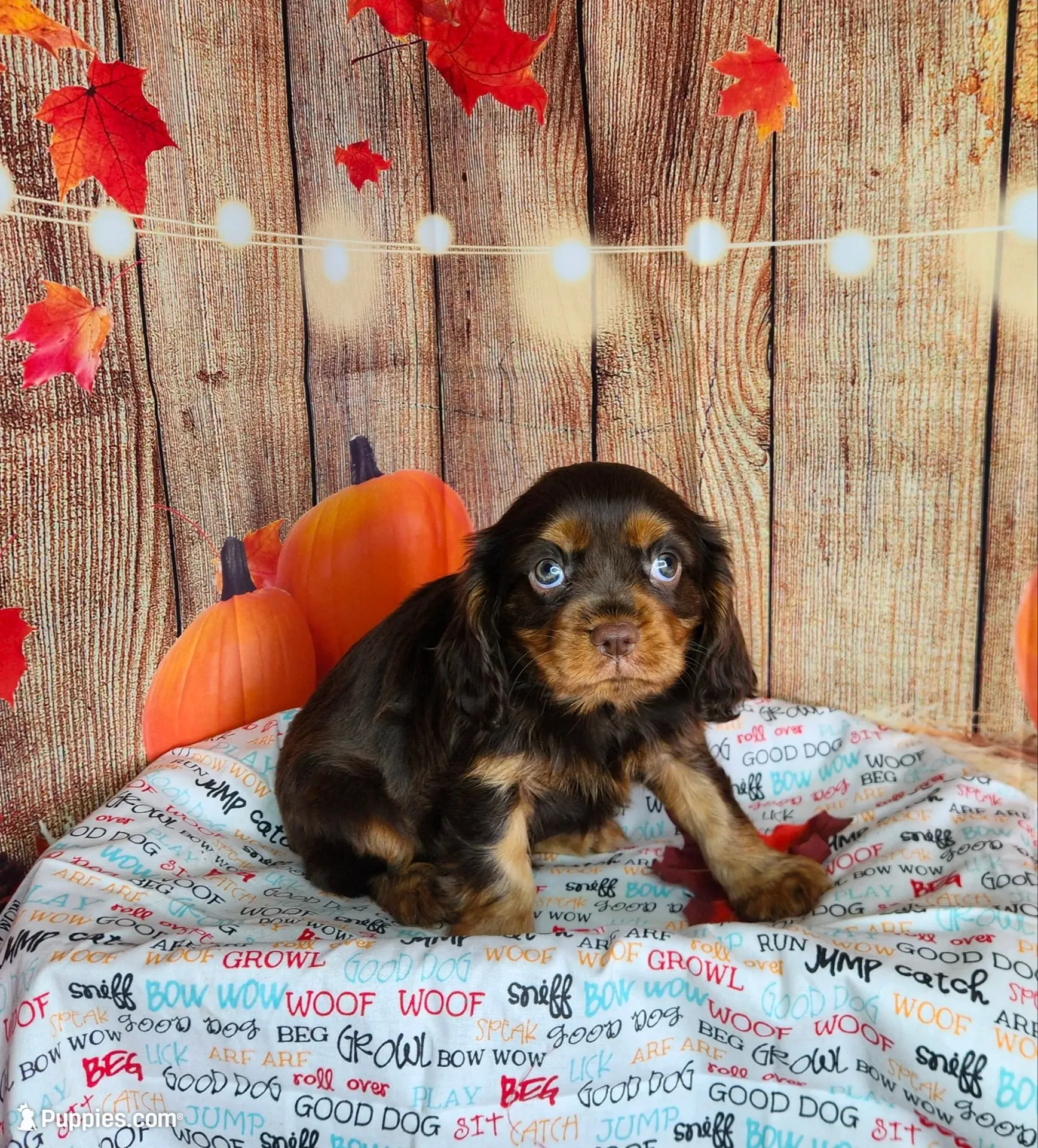 AKC Duke, a male Cavalier King Charles Spaniel for sale in Marshfield, MO – 1 of 5
