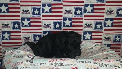 Ollie , a male Cavapoo for sale in Marshfield, MO – 4 of 4