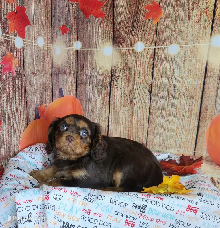 AKC Zoey – Cavalier King Charles Spaniel puppy for sale in Marshfield, MO