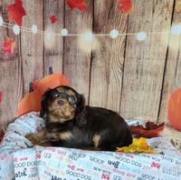 AKC Zoey, a female Cavalier King Charles Spaniel for sale in Marshfield, MO – 3 of 5