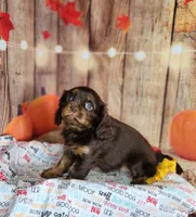 AKC Molly , a female Cavalier King Charles Spaniel for sale in Marshfield, MO – 4 of 5