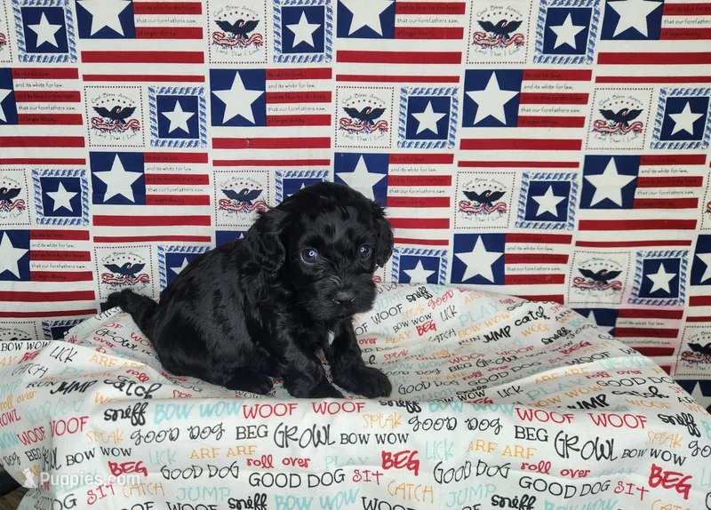 Ollie  – Cavapoo puppy for sale in Marshfield, MO
