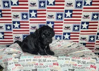 Ollie , a male Cavapoo for sale in Marshfield, MO – 1 of 4