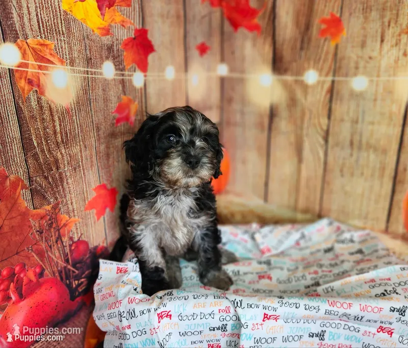 Buddy  – Cavapoo puppy on hold in Marshfield, MO