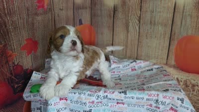 Leo, a male Cavapoo for sale in Marshfield, MO – 5 of 5