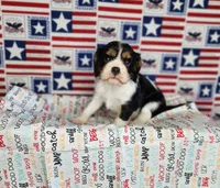 AKC Zoro, a male Cavalier King Charles Spaniel for sale in Marshfield, MO – 2 of 5