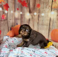 AKC Molly , a female Cavalier King Charles Spaniel for sale in Marshfield, MO – 3 of 5