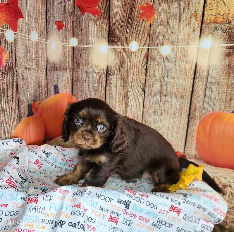 AKC Molly  – Cavalier King Charles Spaniel puppy for sale in Marshfield, MO