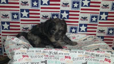 Buddy , a male Cavapoo for sale in Marshfield, MO – 5 of 5