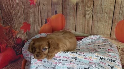AKC Rocky, a male Cavalier King Charles Spaniel for sale in Marshfield, MO – 5 of 5