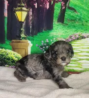 Millie, a female Cavapoo for sale in Marshfield, MO – Photo 2 of 4