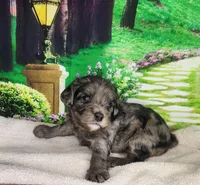 Millie, a female Cavapoo for sale in Marshfield, MO – Photo 4 of 4