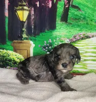 Millie, a female Cavapoo for sale in Marshfield, MO – Photo 3 of 4