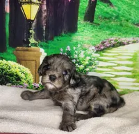 Millie, a female Cavapoo for sale in Marshfield, MO – Photo 1 of 4