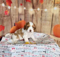 Leo, a male Cavapoo for sale in Marshfield, MO – 2 of 5