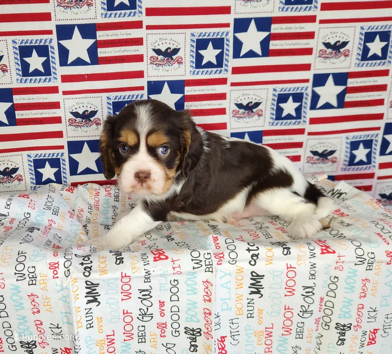 Chocolate chip  – Cavalier King Charles Spaniel puppy for sale in Marshfield, MO